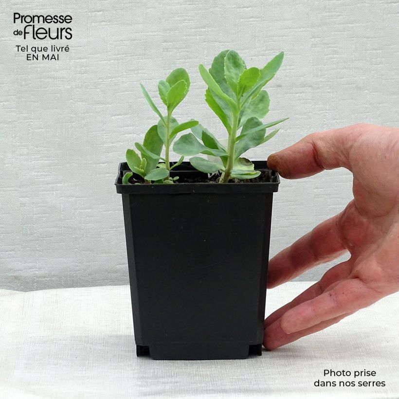 Sedum spectabile Carl - Borracina Vasetto da 8/9 cm esemplare consegnato in primavera