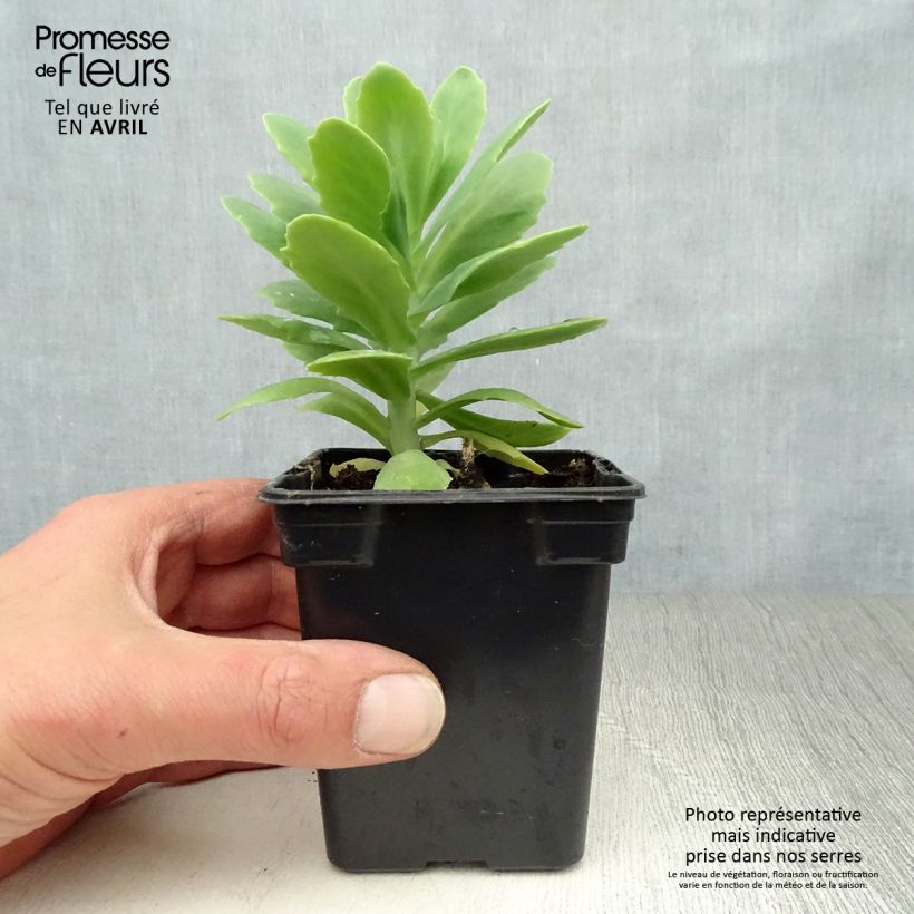 Sedum spectabile Carmen - Borracina Vasetto da 7/8 cm esemplare consegnato in primavera