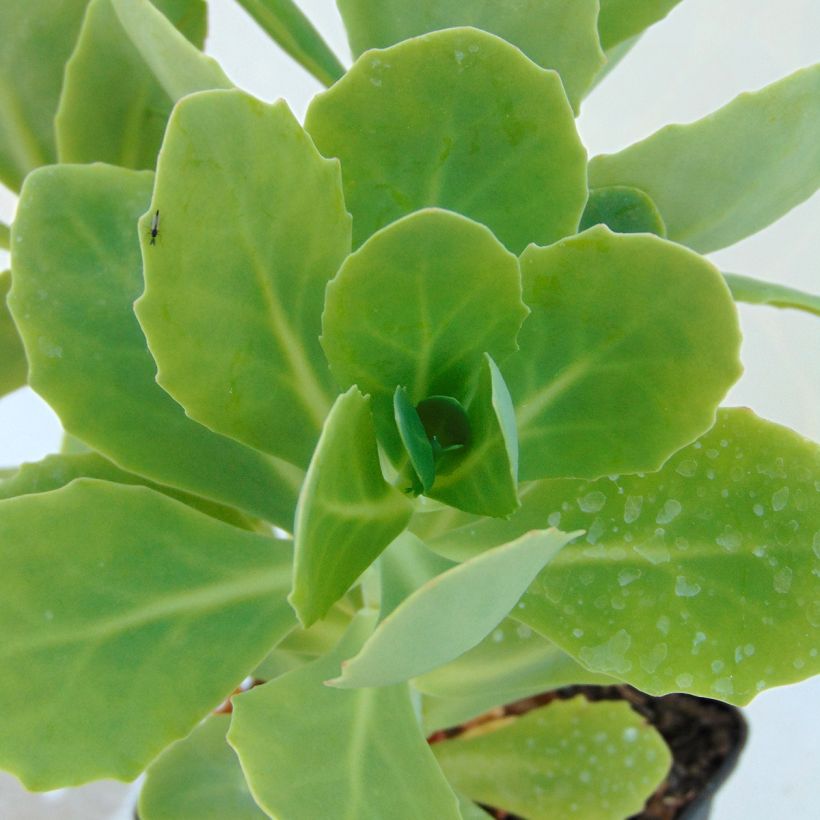 Sedum spectabile Stardust - Borracina (Foliage)