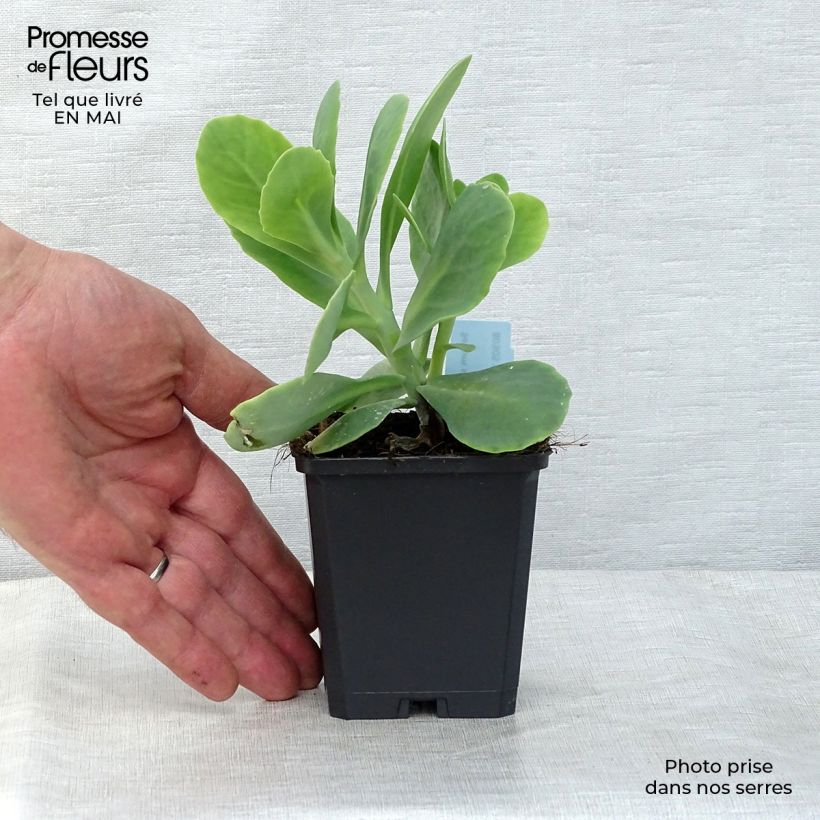 Example of Sedum spectabile Stardust - Borracina Vasetto da 8/9 cm as you get in printemps