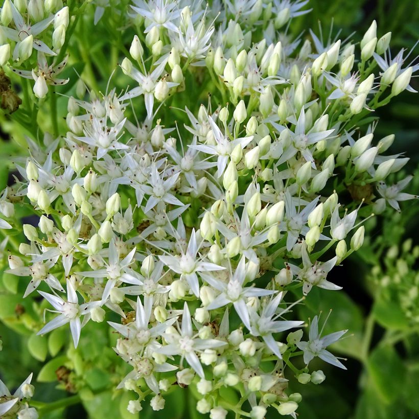 Sedum spectabile Stardust - Borracina (Flowering)