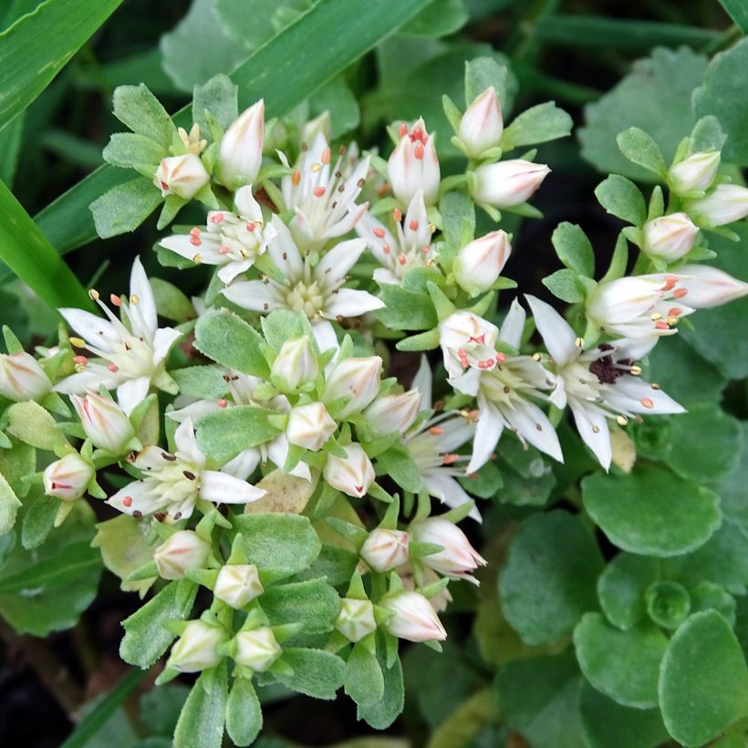 Sedum spurium Album Superbum (Flowering)