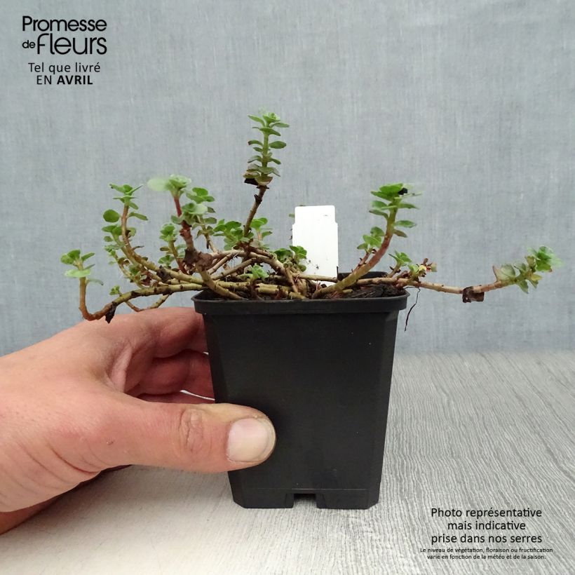 Example of Sedum spurium Album Superbum Vasetto da 8/9 cm as you get in printemps