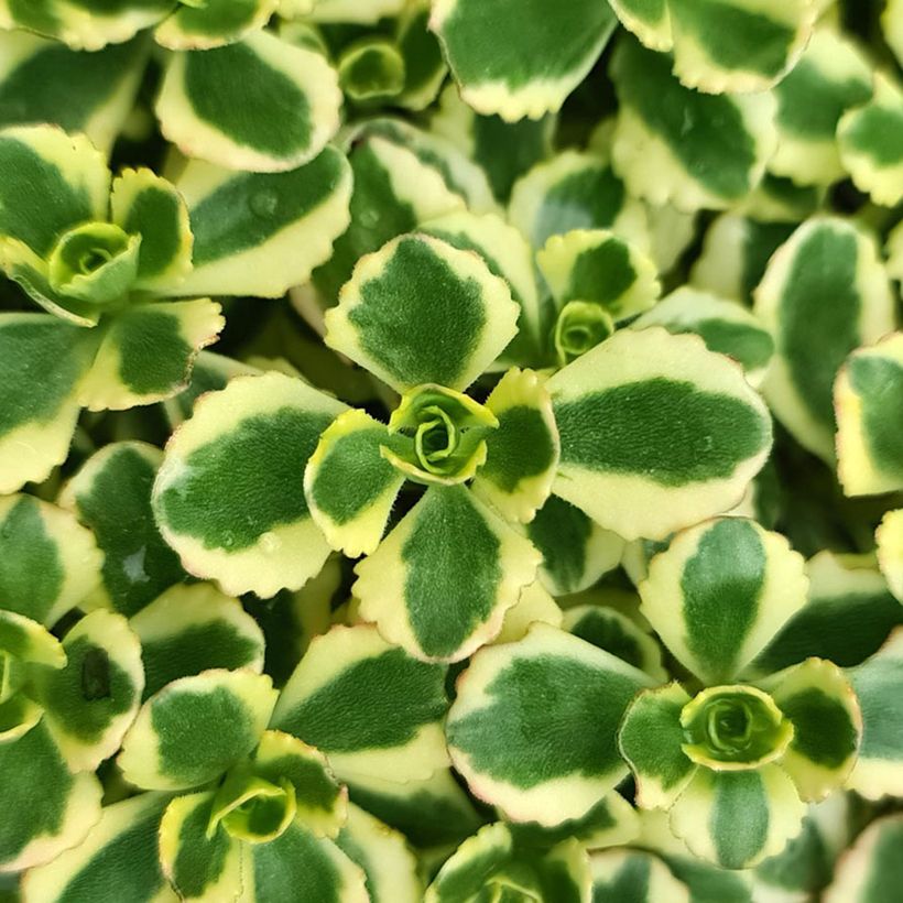 Sedum spurium Little Gecko (Foliage)