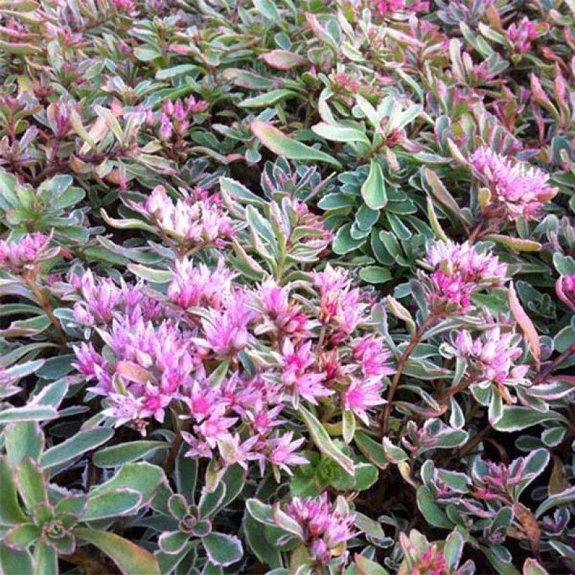Sedum spurium Variegatum (Flowering)