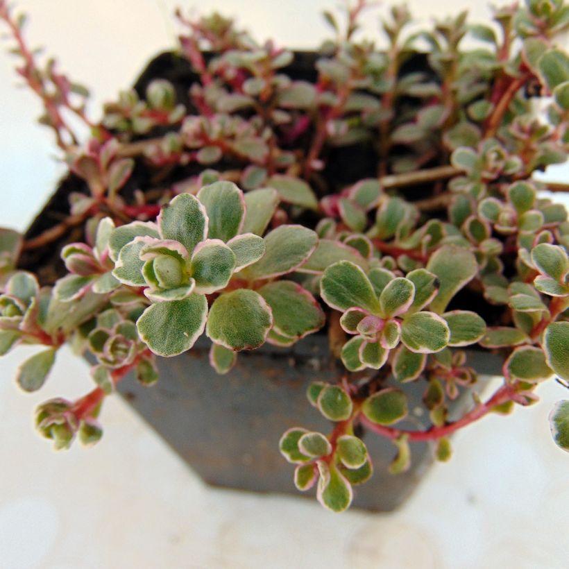 Sedum spurium Variegatum (Foliage)