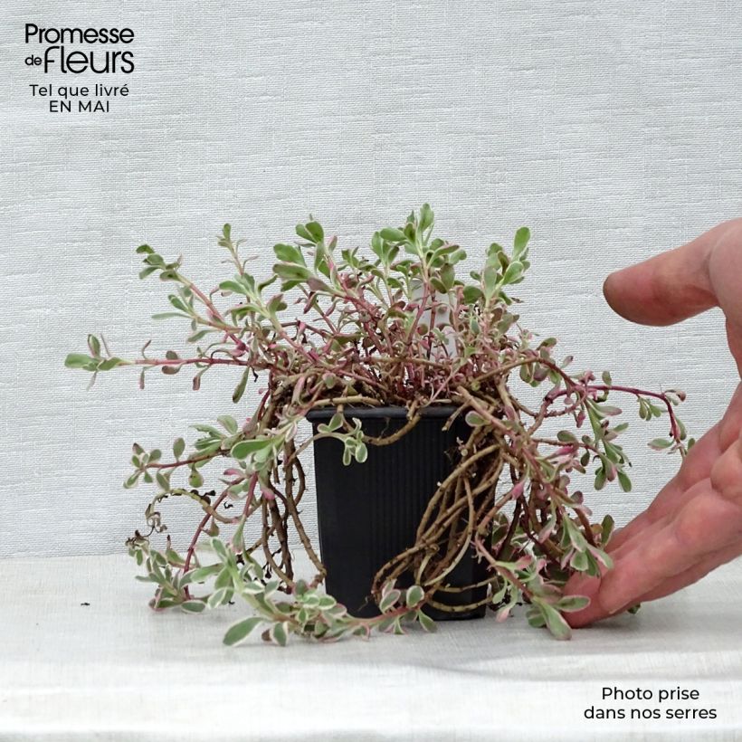 Example of Sedum spurium Variegatum Vasetto da 8/9 cm as you get in printemps