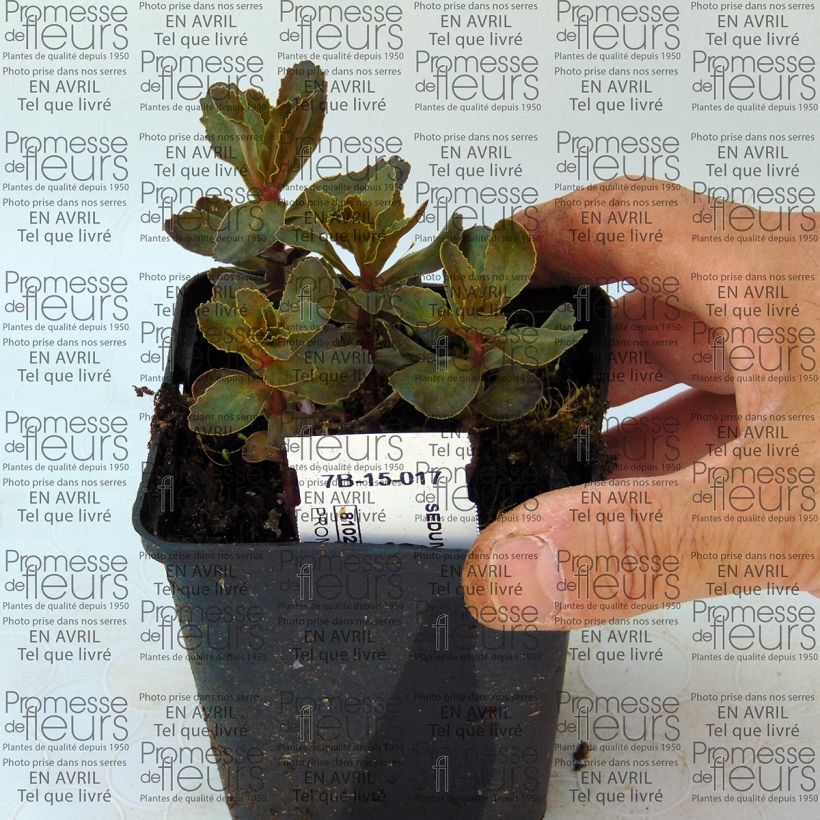 Esempio di esemplare Sedum telephium El Cid Vasetto da 8/9 cm come consegnato