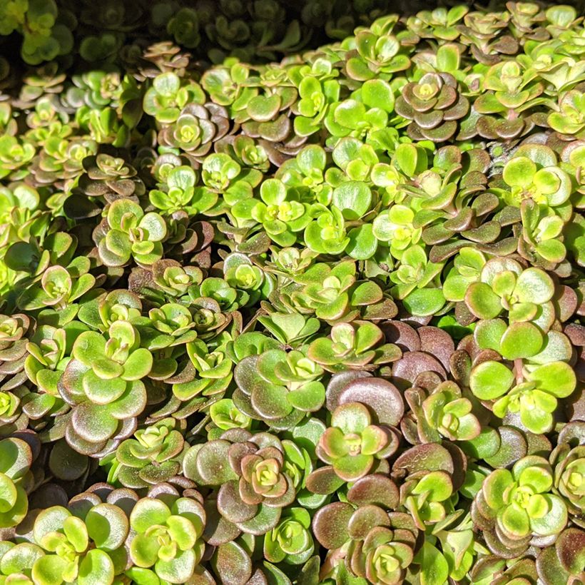 Sedum tetractinum Coral Reef (Fogliame)