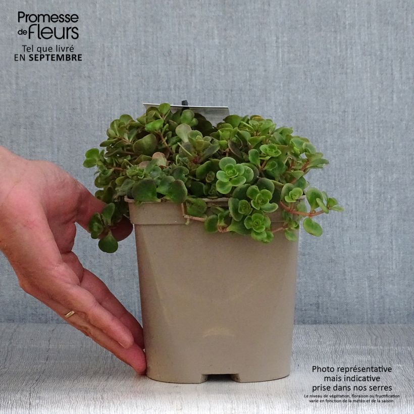 Esemplare di Sedum tetractinum Coral Reef Vaso da 2L/3L come consegnato in autunno