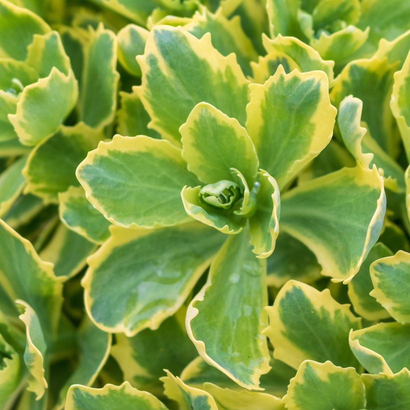 Sedum telephium Autumn Charm (Foliage)