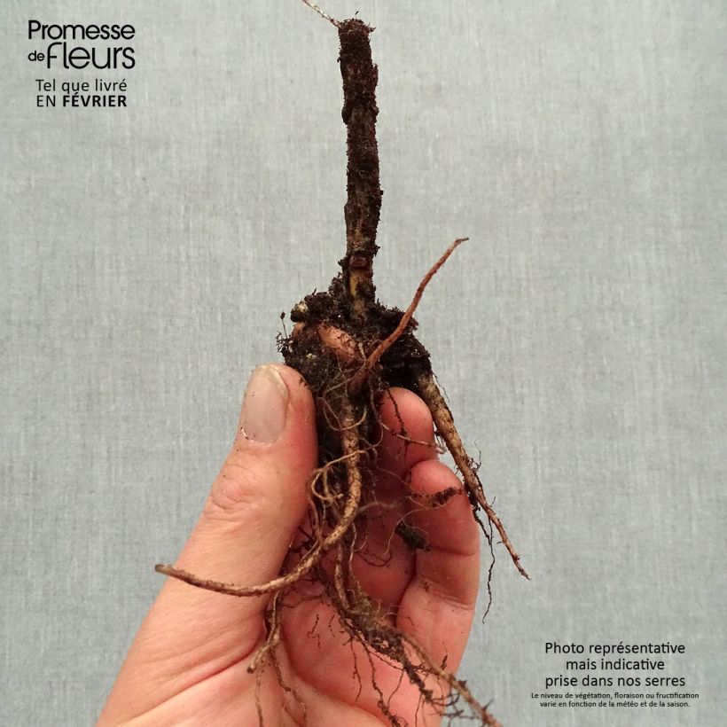 Example of Sedum telephium Autumn Charm Piante piccole a radice nuda as you get in hiver