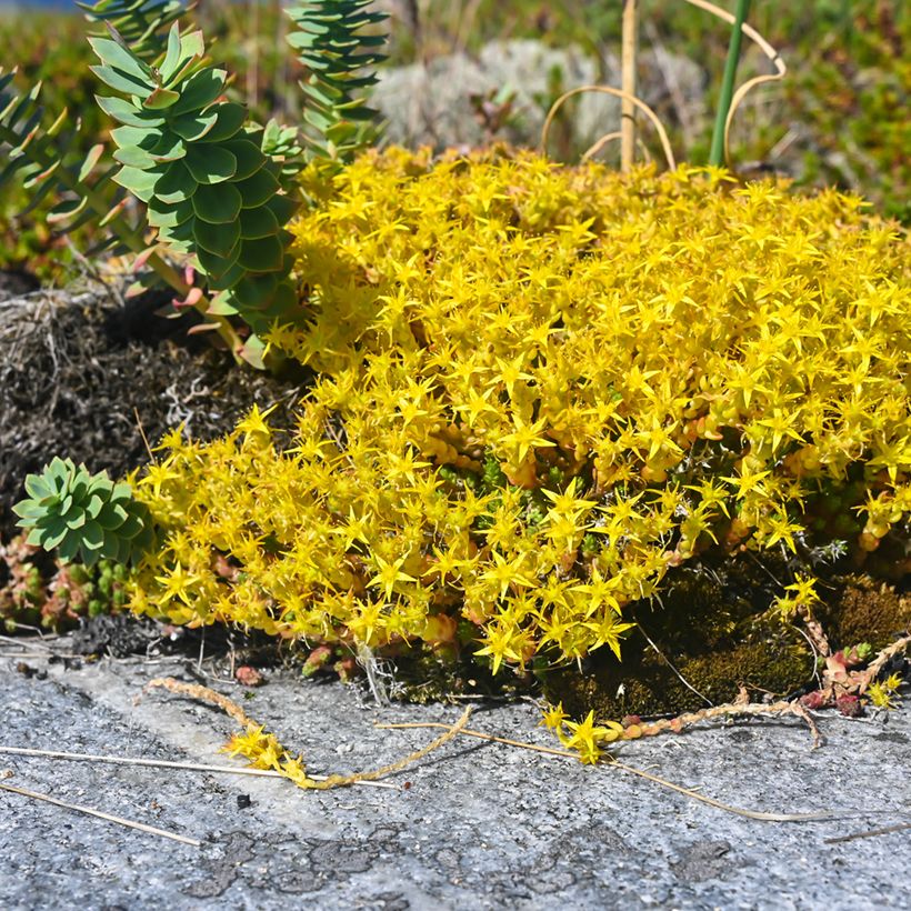 Sedum acre - Borracina acre (Porto)