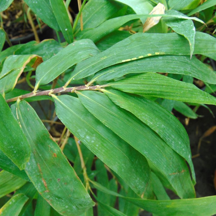 Semiarundinaria fastuosa - Bambù superbo (Foliage)