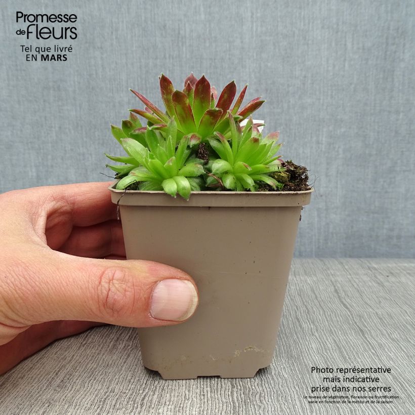 Sempervivum Alpha - Semprevivo Vasetto da 8/9 cm esemplare consegnato in primavera