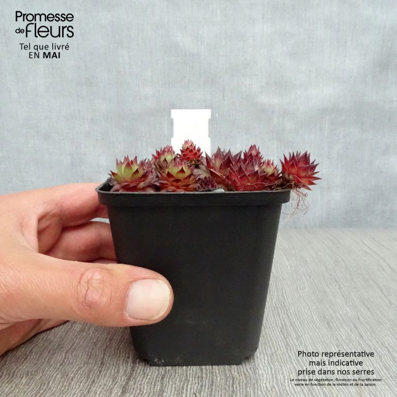 Sempervivum Bronco - Semprevivo Vasetto da 8/9 cm esemplare consegnato in primavera