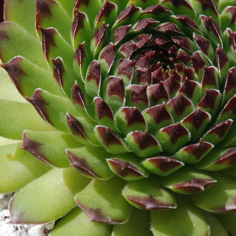 Sempervivum Chick Charms Appletini - Semprevivo (Foliage)