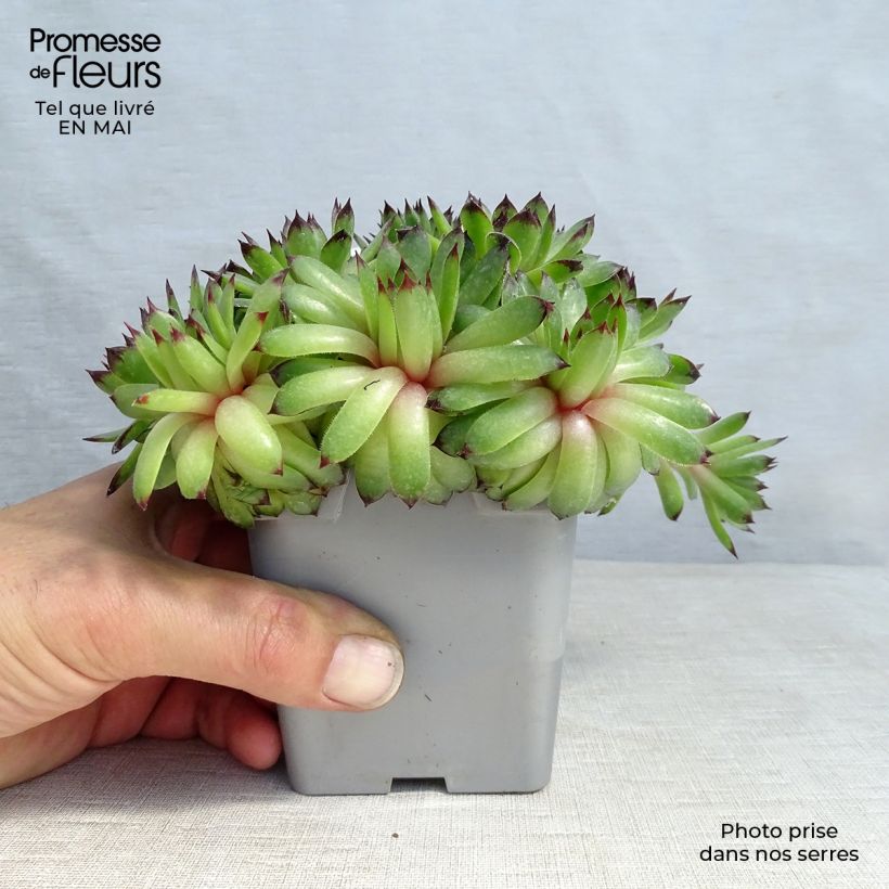 Example of Sempervivum Chick Charms Appletini - Semprevivo Vaso da Ø 10 cm/11 cm as you get in printemps