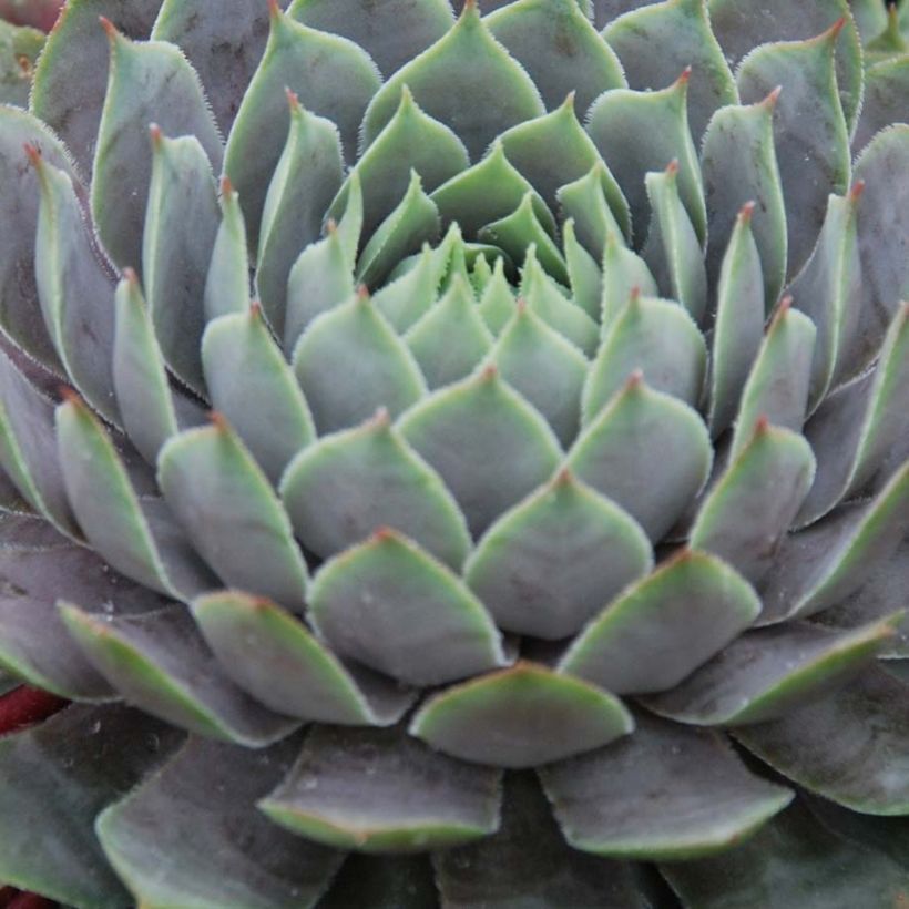 Sempervivum Chick Charms Berry Blues - Semprevivo (Foliage)