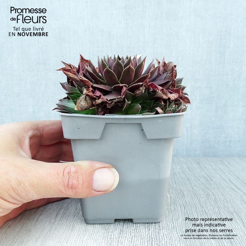 Esemplare di Sempervivum Chick Charms Chocolate Kiss - Semprevivo Vaso da Ø 10 cm/11 cm come consegnato in autunno