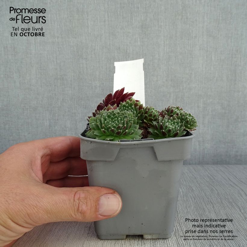 Esemplare di Sempervivum Chick Charms Cinnamon Starbust - Semprevivo Vaso da Ø 10 cm/11 cm come consegnato in autunno