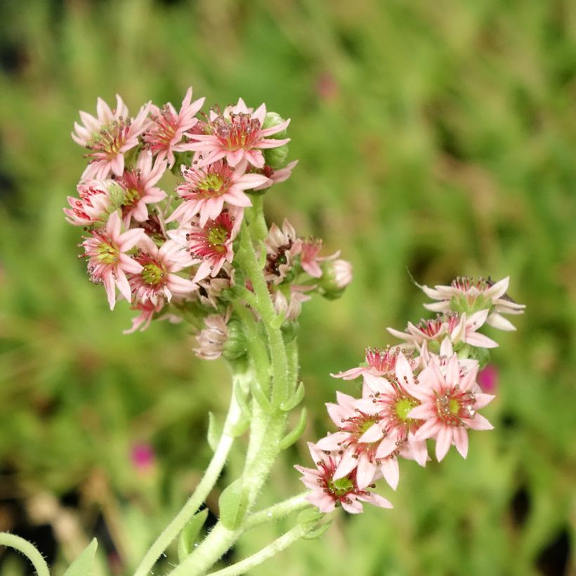 Sempervivum Chick Charms Cinnamon Starbust - Semprevivo (Fioritura)