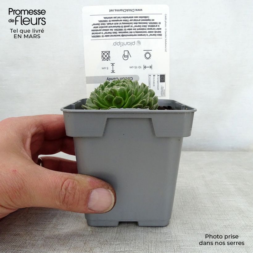 Example of Sempervivum Chick Charms Cotton Candy - Semprevivo Vaso da Ø 10 cm/11 cm as you get in printemps