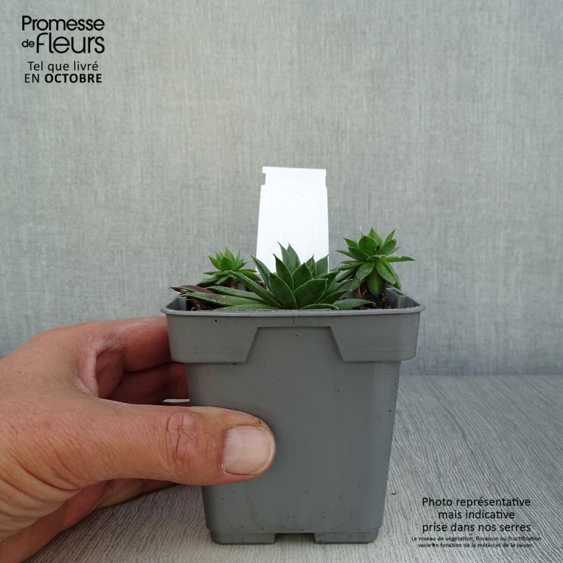 Esemplare di Sempervivum Chick Charms Cranberry Cocktail - Semprevivo Vaso da Ø 10 cm/11 cm come consegnato in autunno