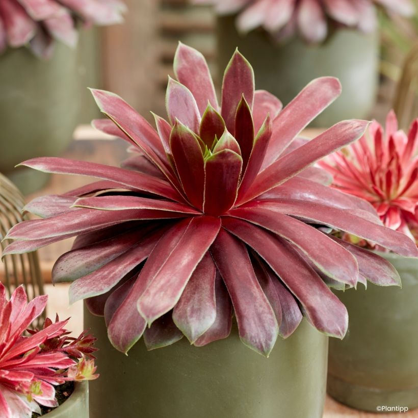 Sempervivum Chick Charms Giant Emerald Explosion - Joubarbe (Fogliame)