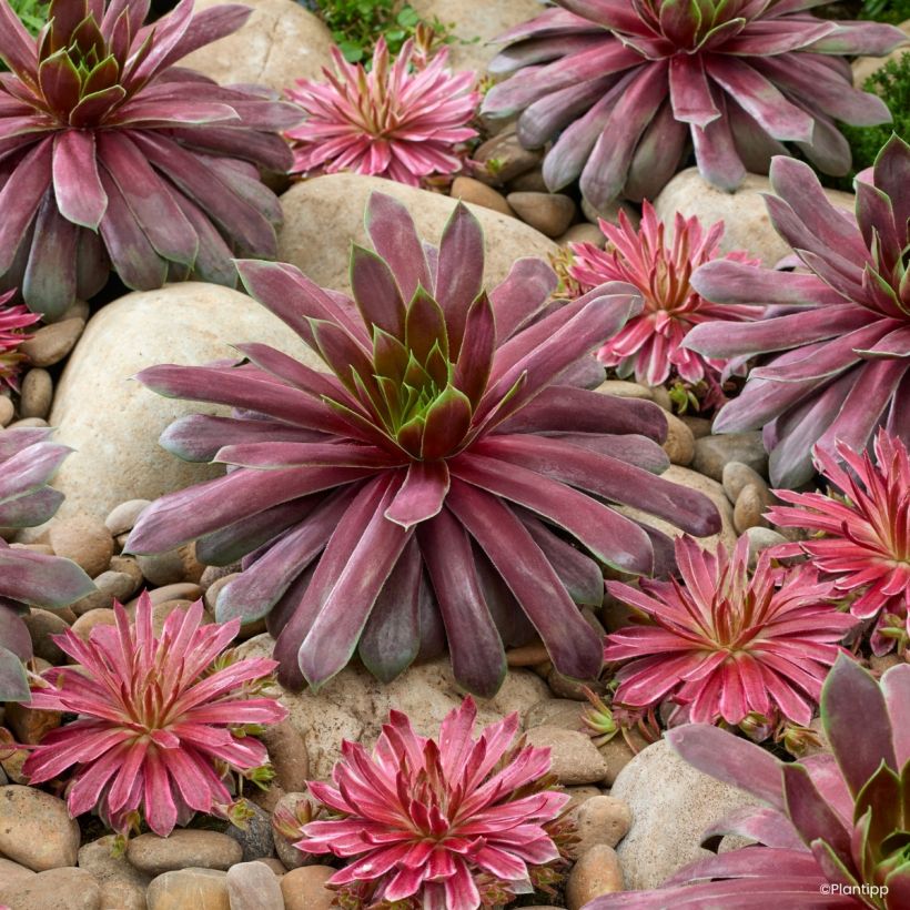 Sempervivum Chick Charms Giant Emerald Explosion - Joubarbe (Porto)