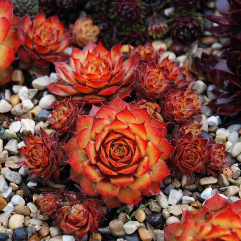 Sempervivum Chick Charms Gold Nugget - Semprevivo (Plant habit)
