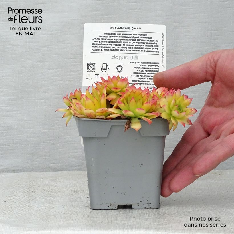 Example of Sempervivum Chick Charms Gold Nugget - Semprevivo Vaso da Ø 10 cm/11 cm as you get in printemps