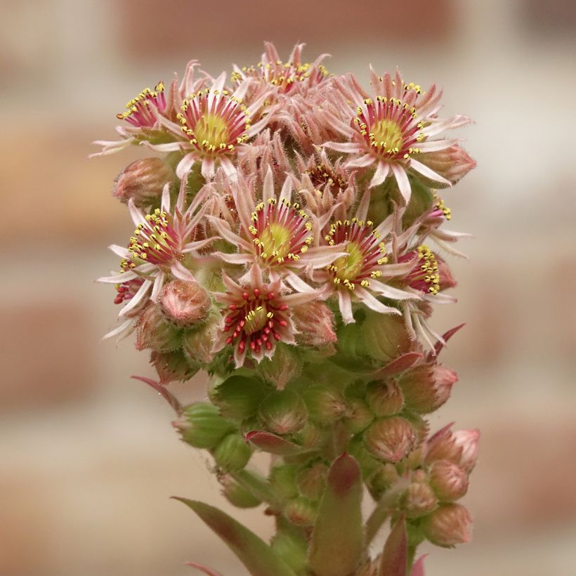 Sempervivum Chick Charms Gold Nugget - Semprevivo (Fioritura)