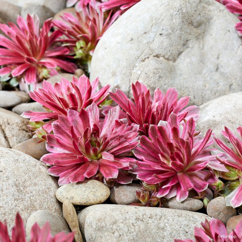 Sempervivum Chick Charms Lotus Blossom - Joubarbe (Porto)