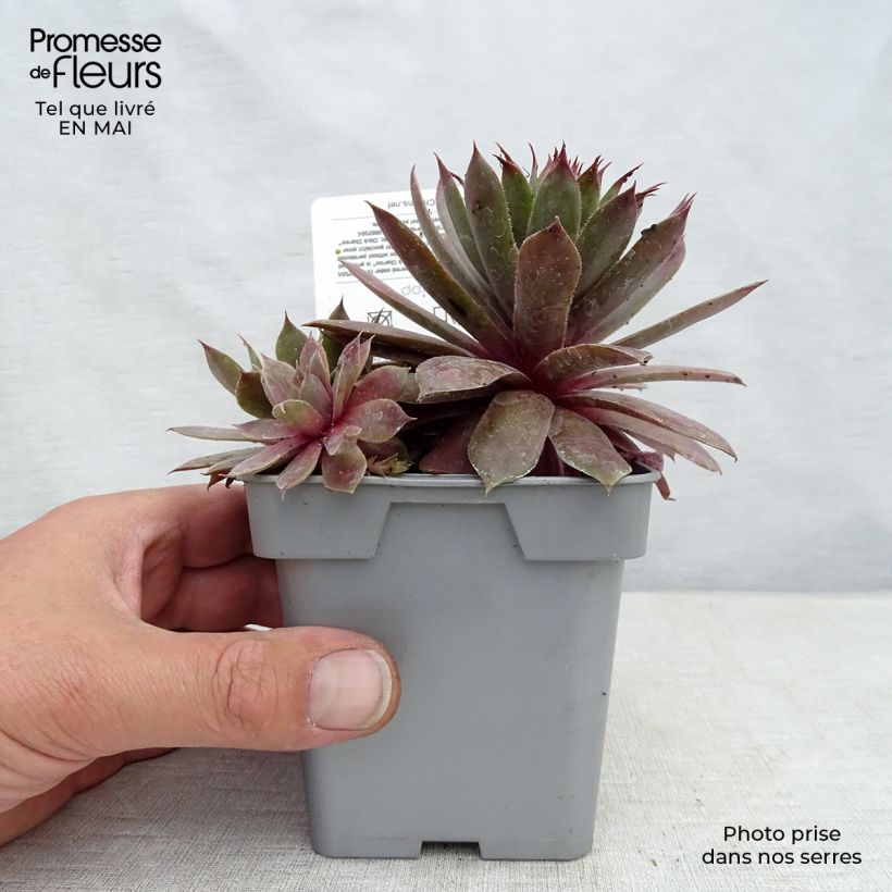 Example of Sempervivum Chick Charms Plum Perfect - Semprevivo Vaso da Ø 10 cm/11 cm as you get in printemps