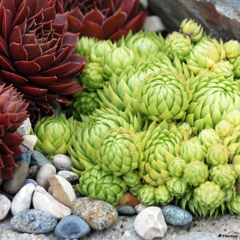 Sempervivum Chick Charms Key Lime Kiss - Semprevivo (Plant habit)