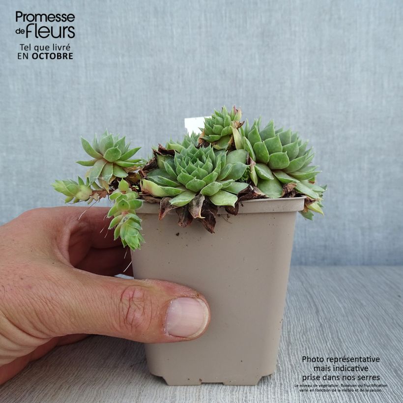 Esemplare di Sempervivum Commander Hay - Semprevivo Vasetto da 8/9 cm come consegnato in autunno