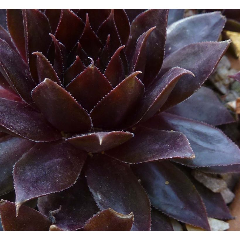 Sempervivum Dark Beauty - Semprevivo (Foliage)