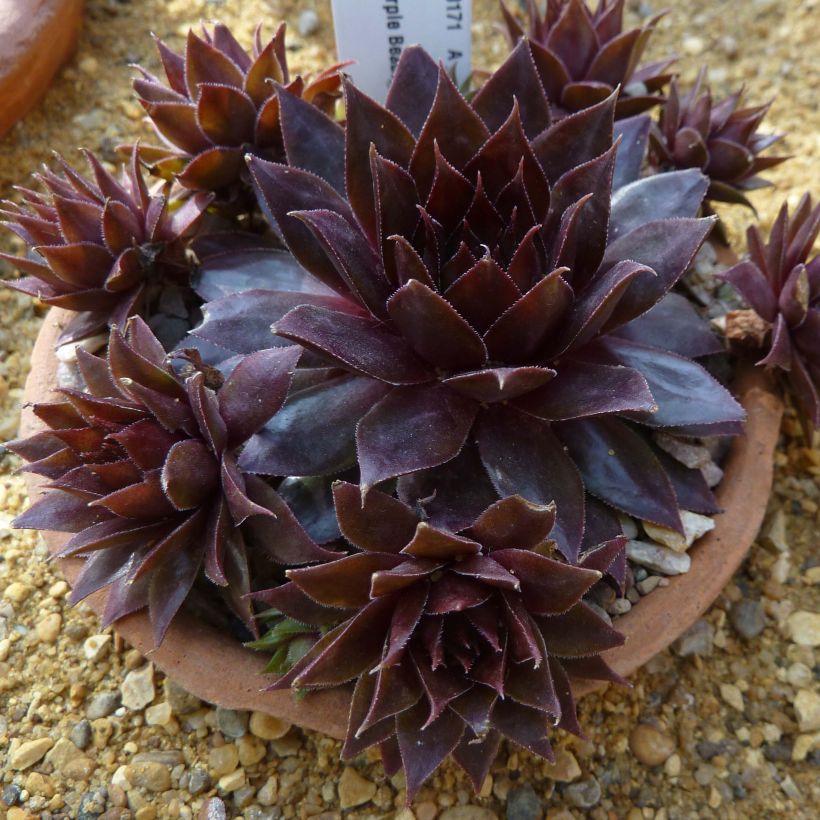 Sempervivum Dark Beauty - Semprevivo (Plant habit)
