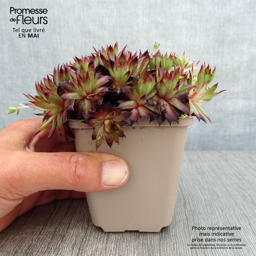 Example of Sempervivum Dark Beauty - Semprevivo Vasetto da 8/9 cm as you get in printemps