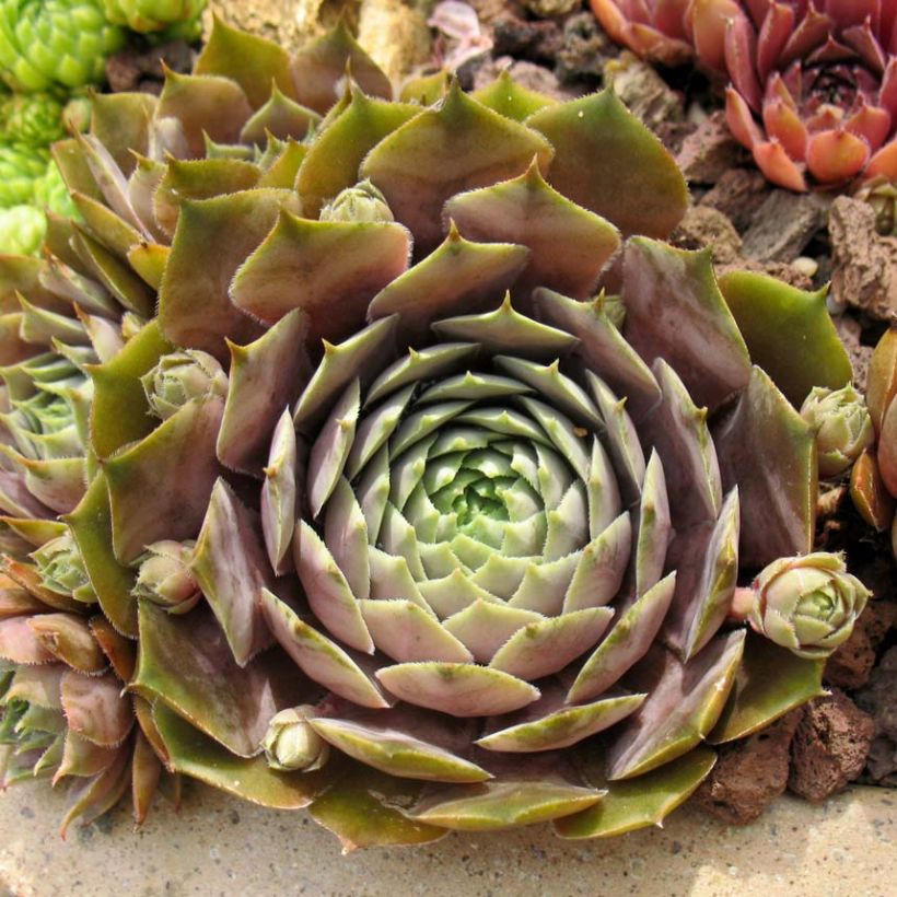 Sempervivum Feldmaier - Semprevivo (Foliage)