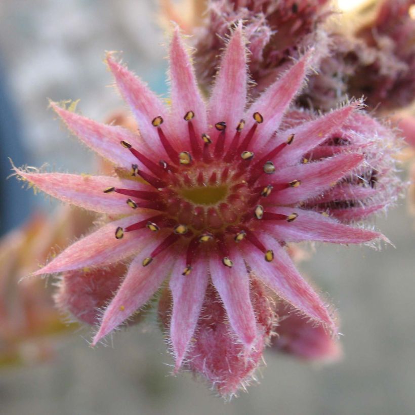 Sempervivum Feldmaier - Semprevivo (Flowering)