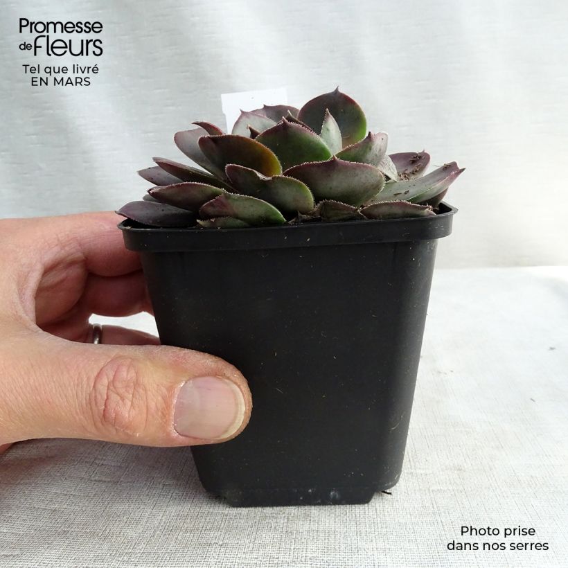 Example of Sempervivum Feldmaier - Semprevivo Vasetto da 8/9 cm as you get in printemps