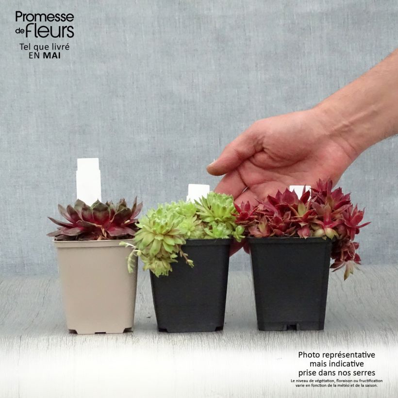 Sempervivum Gemengd - Semprevivo Vasetto da 8/9 cm esemplare consegnato in primavera