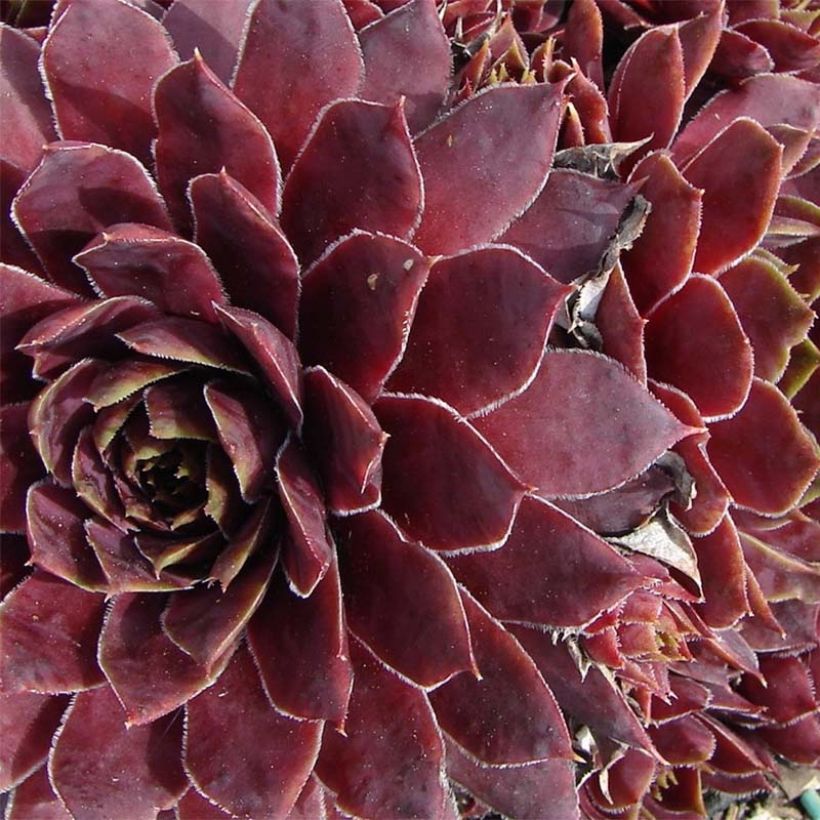 Sempervivum Granat - Semprevivo (Fioritura)