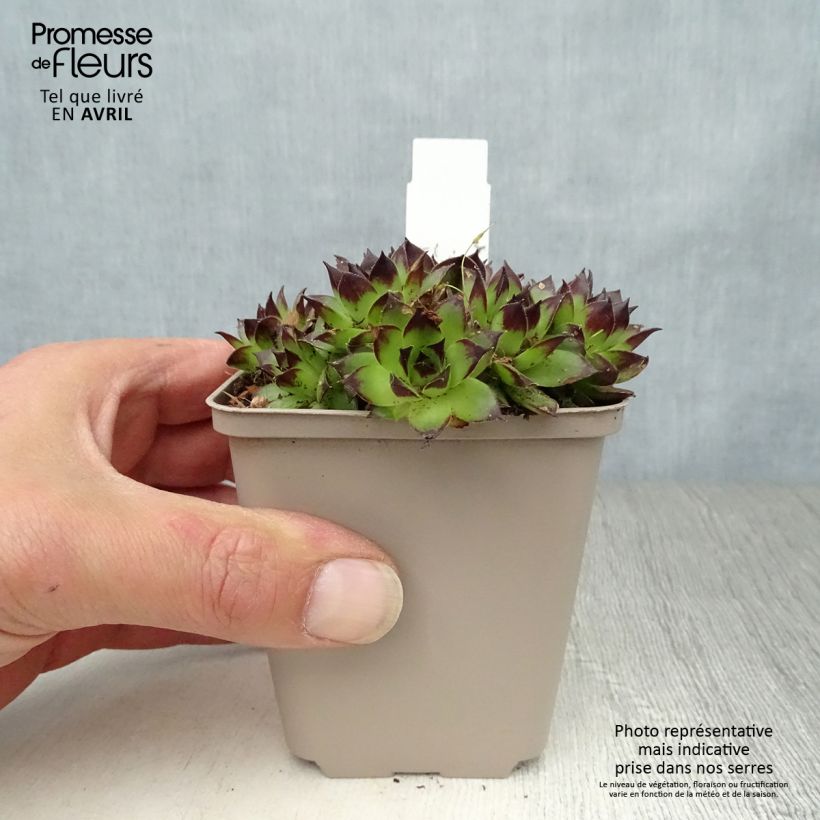 Example of Sempervivum Noir - Semprevivo Vasetto da 8/9 cm as you get in printemps