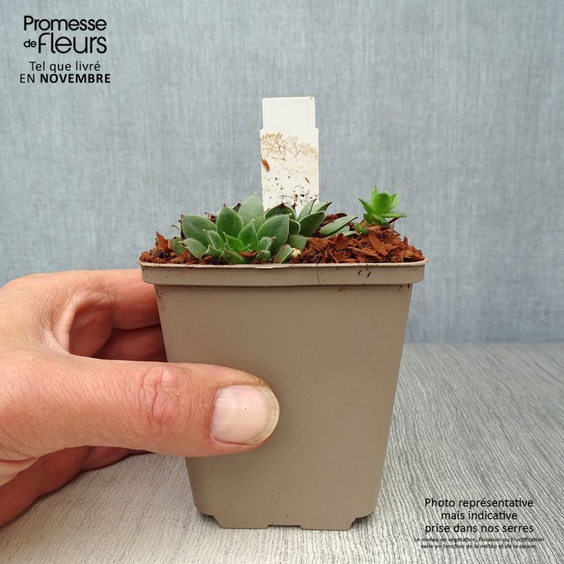 Esemplare di Sempervivum Noir - Semprevivo Vasetto da 8/9 cm come consegnato in autunno