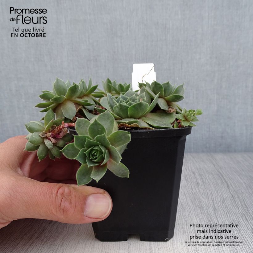 Esemplare di Sempervivum Othello - Semprevivo Vasetto da 8/9 cm come consegnato in autunno