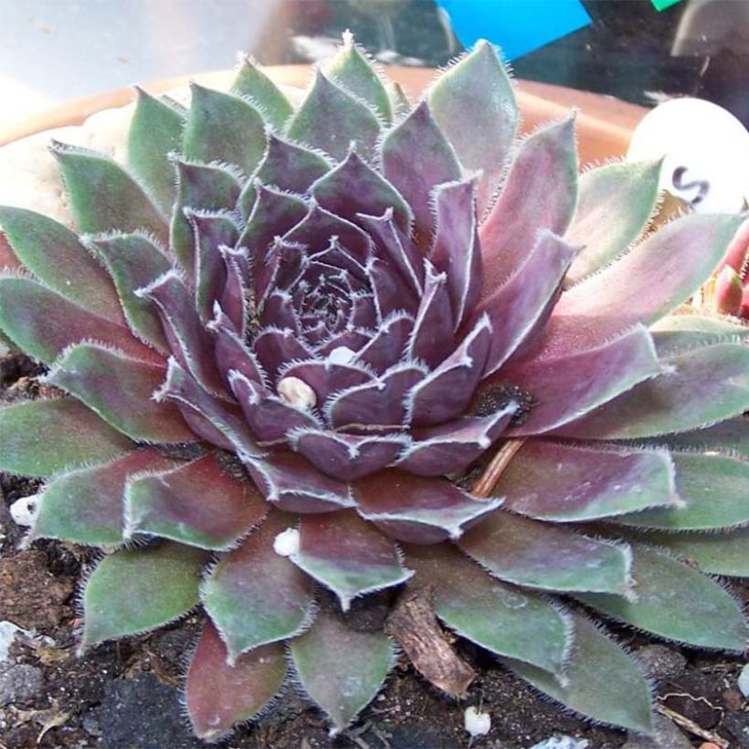 Sempervivum Pilatus - Semprevivo (Flowering)