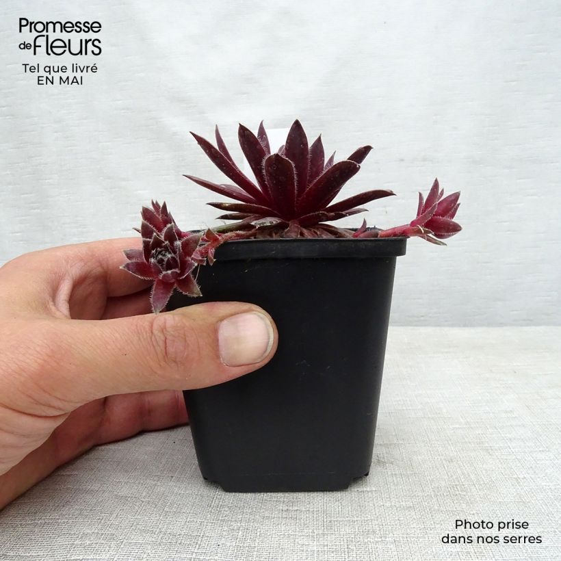 Example of Sempervivum Pilatus - Semprevivo Vasetto da 8/9 cm as you get in printemps